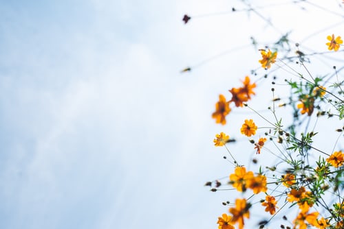 Himmel mit Blumen Blumenwiese