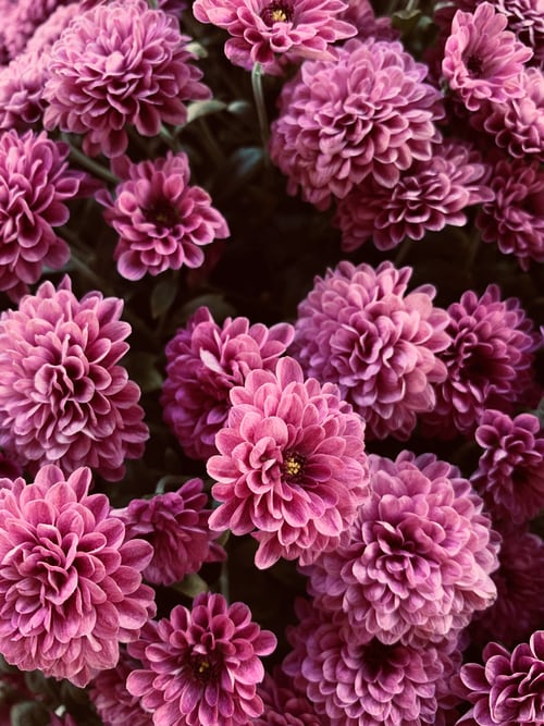 Die Blume der Dankbarkeit Rosa Dahlie